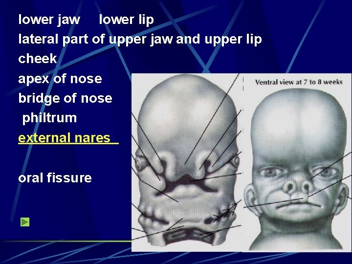 lower jaw lower lip lateral part of upper jaw and upper lip cheek apex