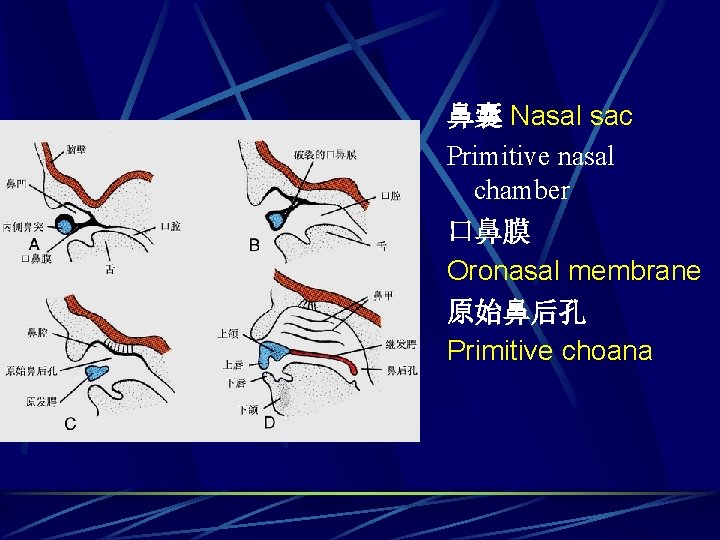 鼻囊 Nasal sac Primitive nasal chamber 口鼻膜 Oronasal membrane 原始鼻后孔 Primitive choana 