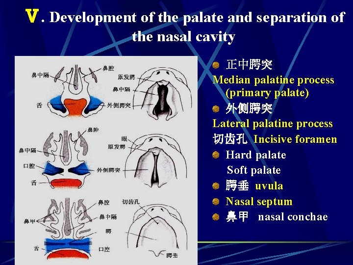 Ⅴ. Development of the palate and separation of the nasal cavity 正中腭突 Median palatine