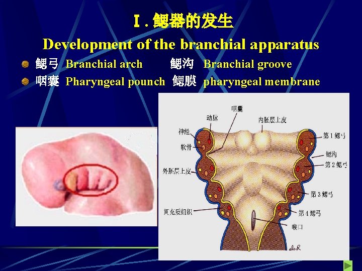Ⅰ. 鳃器的发生 Development of the branchial apparatus 鳃弓 Branchial arch 鳃沟 Branchial groove 咽囊