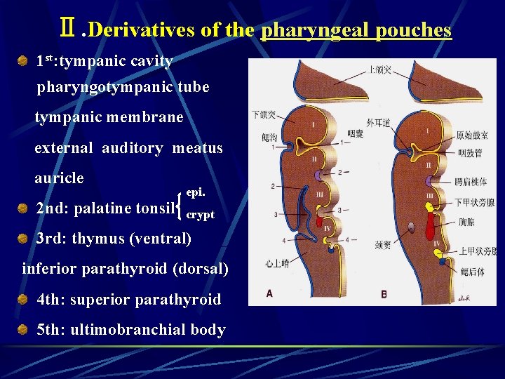 Ⅱ. Derivatives of the pharyngeal pouches 1 st: tympanic cavity pharyngotympanic tube tympanic membrane