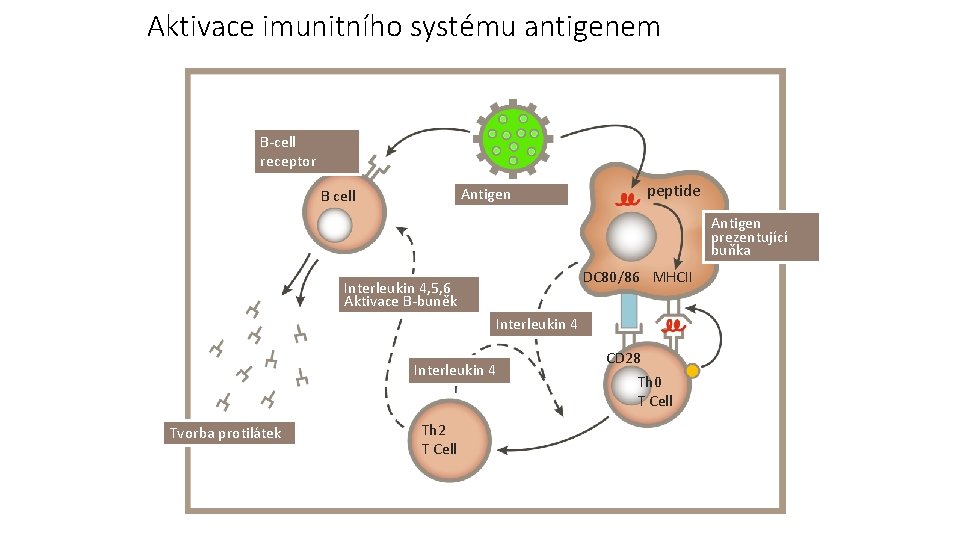 Aktivace imunitního systému antigenem B-cell receptor peptide Antigen B cell Antigen prezentující buňka DC