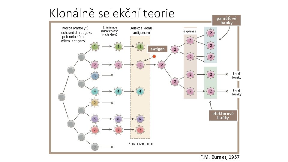 Klonálně selekční teorie Tvorba lymfocytů schopných reagovat potenciálně se všemi antigeny Eliminace autoreaktivních klonů