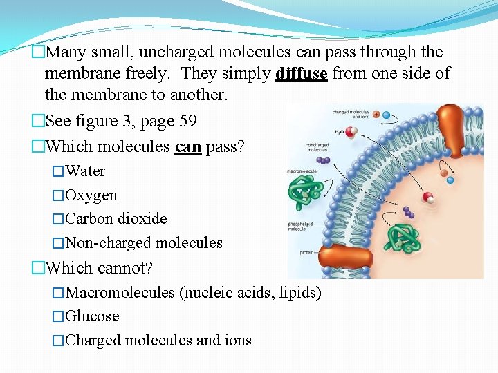 �Many small, uncharged molecules can pass through the membrane freely. They simply diffuse from