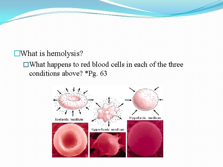 �What is hemolysis? �What happens to red blood cells in each of the three