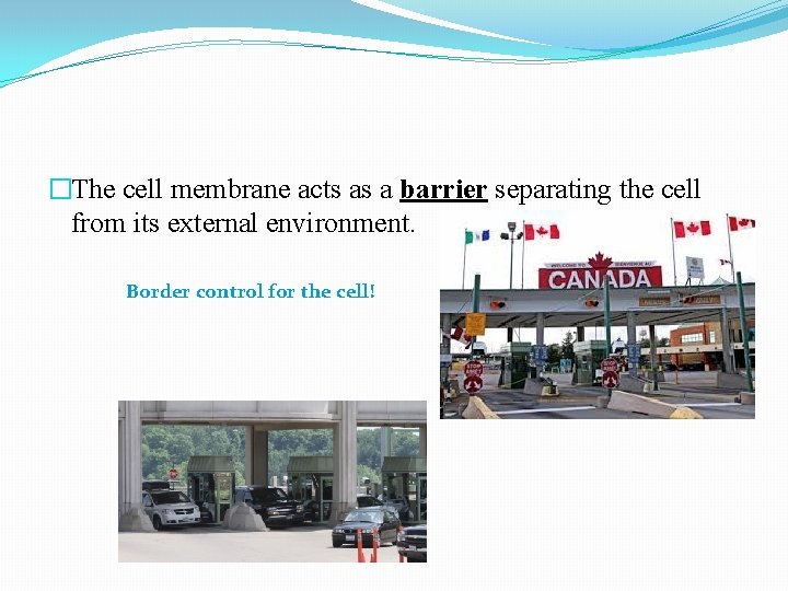 �The cell membrane acts as a barrier separating the cell from its external environment.