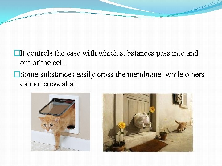 �It controls the ease with which substances pass into and out of the cell.