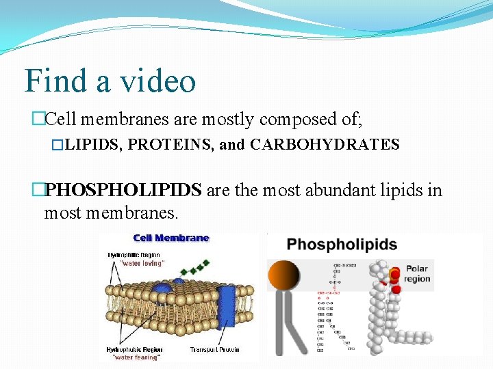 Find a video �Cell membranes are mostly composed of; �LIPIDS, PROTEINS, and CARBOHYDRATES �PHOSPHOLIPIDS