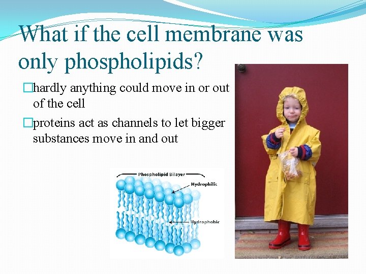 What if the cell membrane was only phospholipids? �hardly anything could move in or