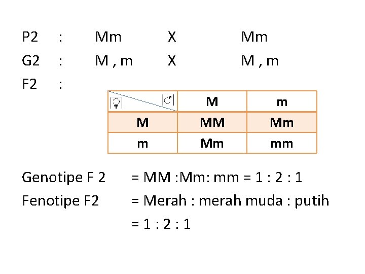 P 2 G 2 F 2 : : : Mm M, m X X
