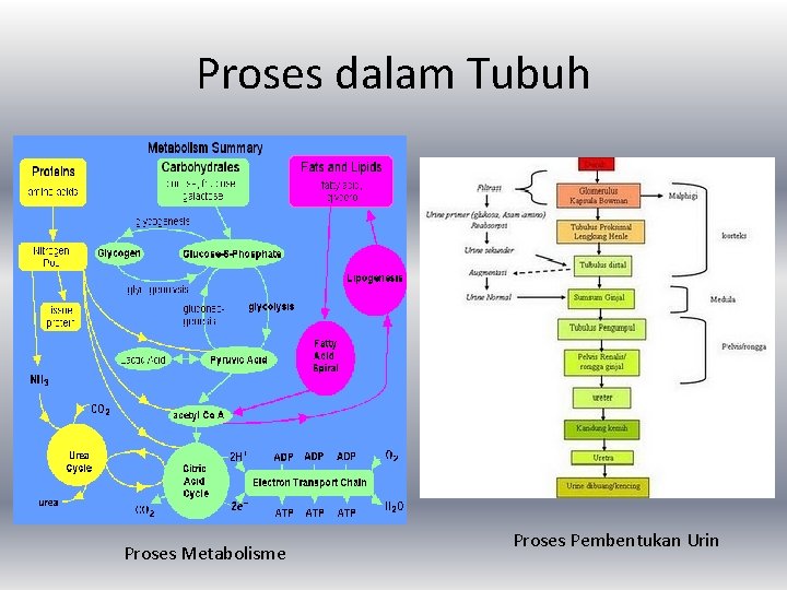 Proses dalam Tubuh Proses Metabolisme Proses Pembentukan Urin 