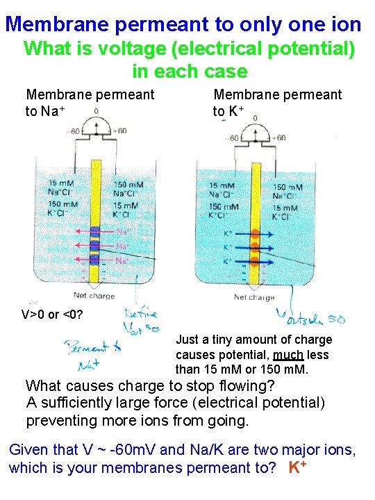 Membrane permeant to only one ion What is voltage (electrical potential) in each case