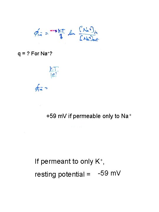 q = ? For Na+? +59 m. V if permeable only to Na+ If