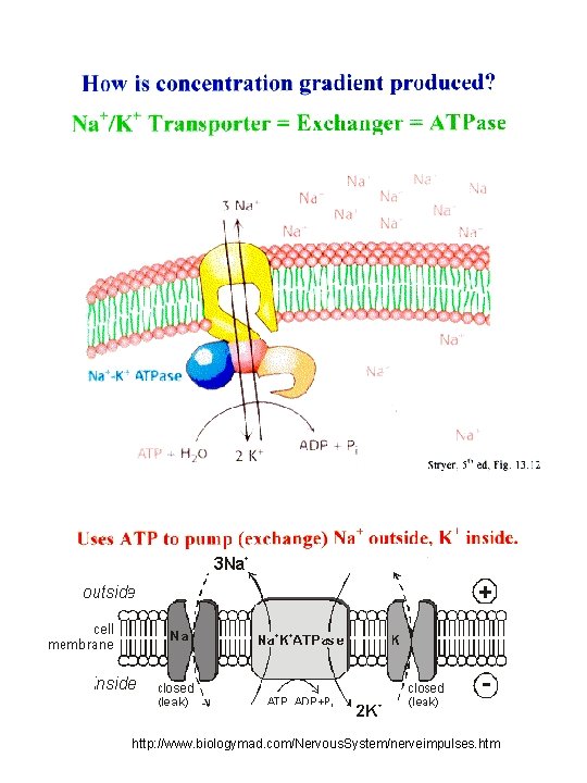 http: //www. biologymad. com/Nervous. System/nerveimpulses. htm 