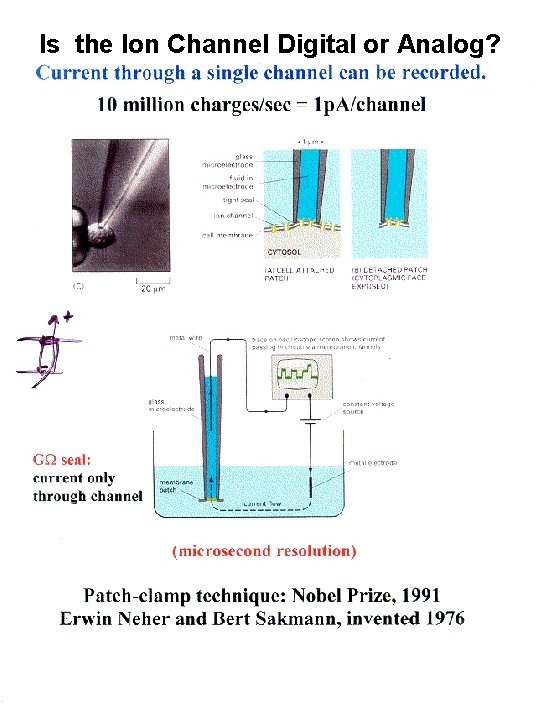 Is the Ion Channel Digital or Analog? 
