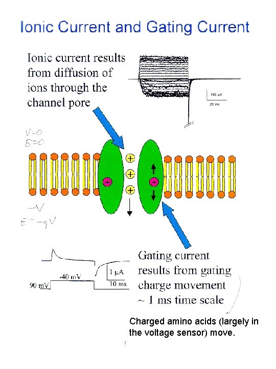 Charged amino acids (largely in the voltage sensor) move. 