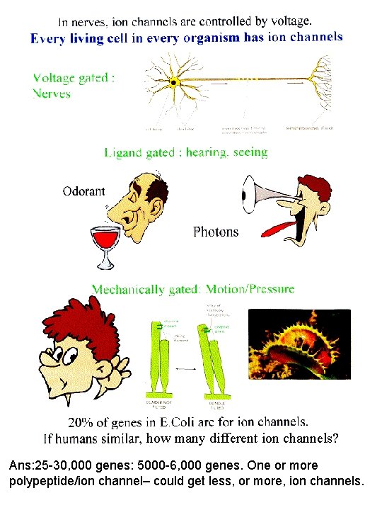 how many different ion channels? Ans: 25 -30, 000 genes: 5000 -6, 000 genes.