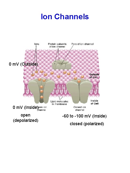 Ion Channels 0 m. V (Outside) 0 m. V (Inside) open (depolarized) -60 to