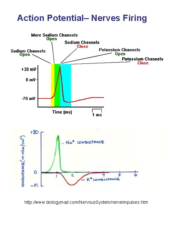 Action Potential– Nerves Firing http: //www. biologymad. com/Nervous. System/nerveimpulses. htm 