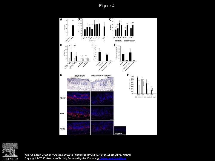 Figure 4 The American Journal of Pathology 2016 186639 -651 DOI: (10. 1016/j. ajpath.