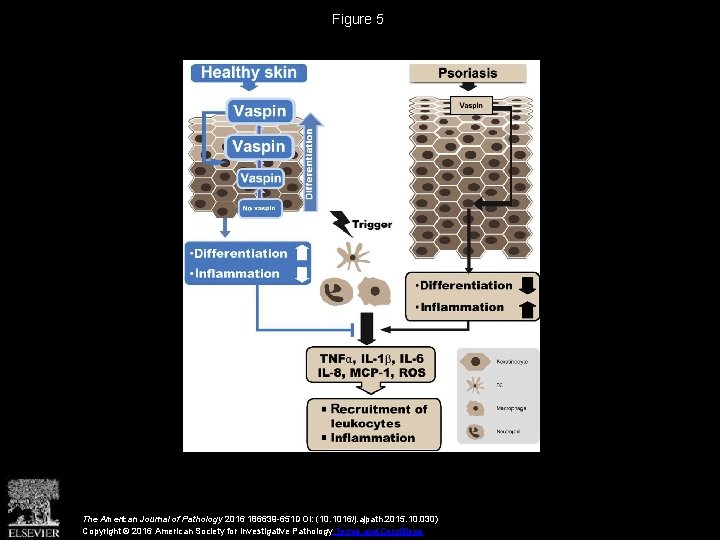 Figure 5 The American Journal of Pathology 2016 186639 -651 DOI: (10. 1016/j. ajpath.