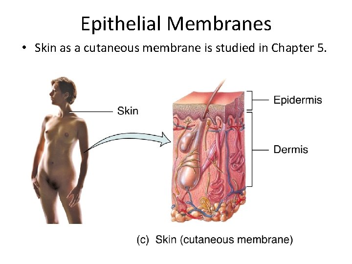 Epithelial Membranes • Skin as a cutaneous membrane is studied in Chapter 5. 