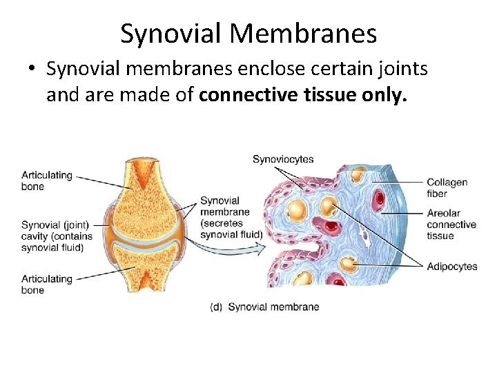 Synovial Membranes • Synovial membranes enclose certain joints and are made of connective tissue