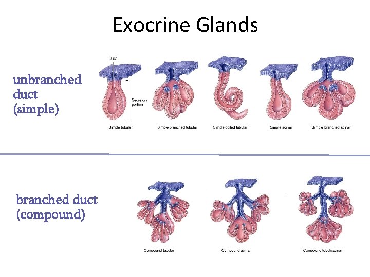 Exocrine Glands unbranched duct (simple) branched duct (compound) 