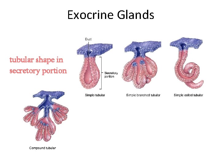 Exocrine Glands tubular shape in secretory portion 