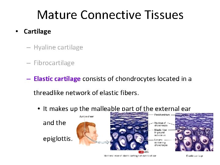 Mature Connective Tissues • Cartilage – Hyaline cartilage – Fibrocartilage – Elastic cartilage consists