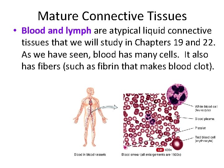 Mature Connective Tissues • Blood and lymph are atypical liquid connective tissues that we