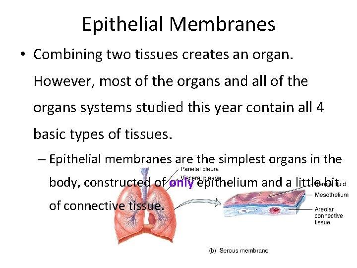 Epithelial Membranes • Combining two tissues creates an organ. However, most of the organs