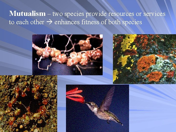 Mutualism – two species provide resources or services to each other enhances fitness of