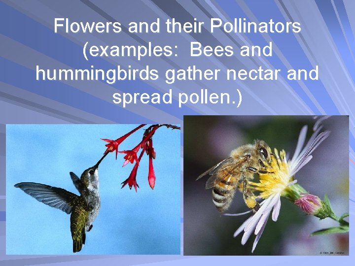 Flowers and their Pollinators (examples: Bees and hummingbirds gather nectar and spread pollen. )