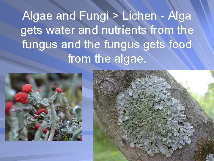 Algae and Fungi > Lichen - Alga gets water and nutrients from the fungus