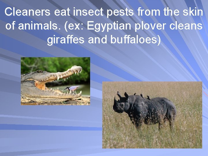 Cleaners eat insect pests from the skin of animals. (ex: Egyptian plover cleans giraffes