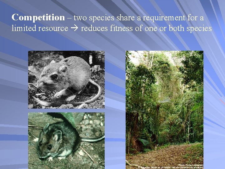 Competition – two species share a requirement for a limited resource reduces fitness of