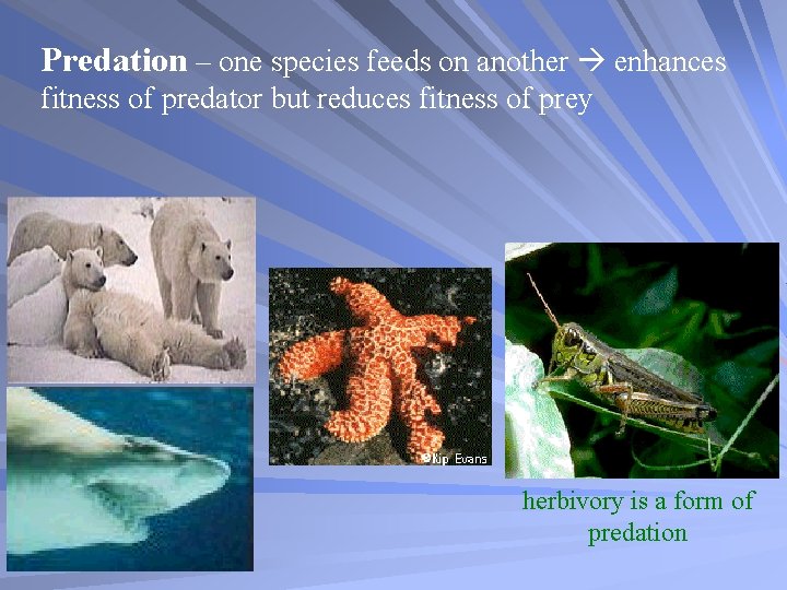 Predation – one species feeds on another enhances fitness of predator but reduces fitness