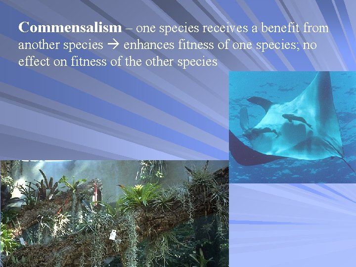 Commensalism – one species receives a benefit from another species enhances fitness of one