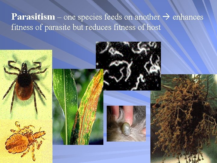 Parasitism – one species feeds on another enhances fitness of parasite but reduces fitness