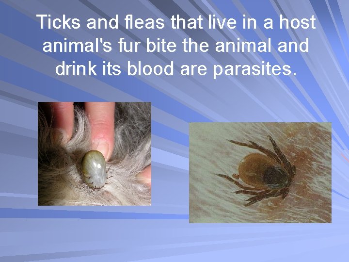 Ticks and fleas that live in a host animal's fur bite the animal and