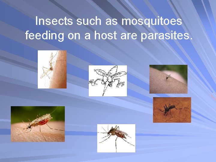 Insects such as mosquitoes feeding on a host are parasites. 