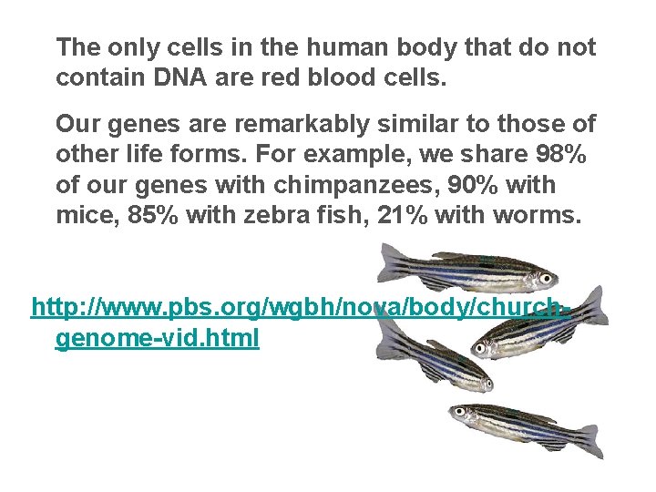 The only cells in the human body that do not contain DNA are red