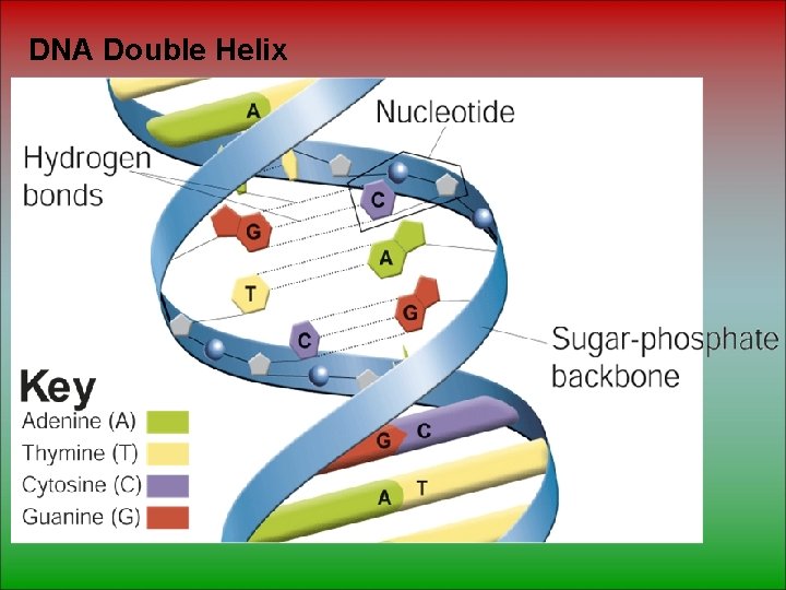 DNA Double Helix 