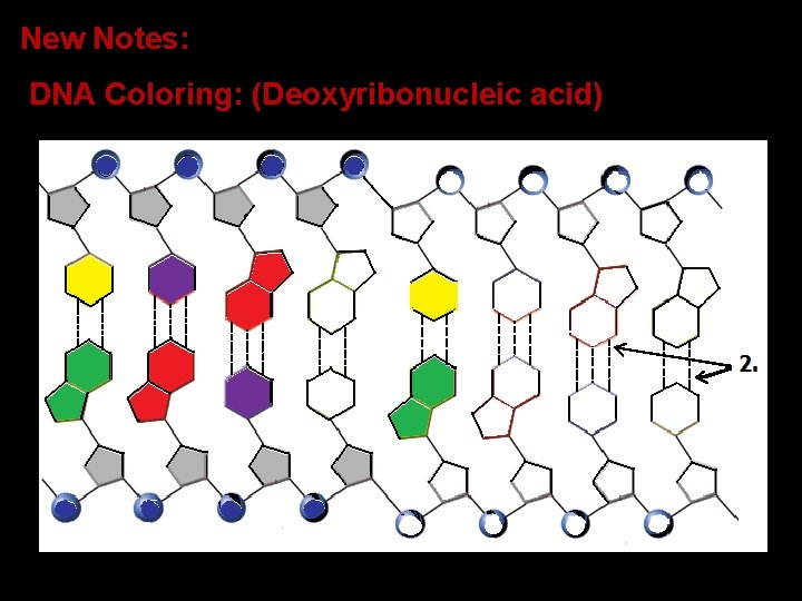 New Notes: DNA Coloring: (Deoxyribonucleic acid) 