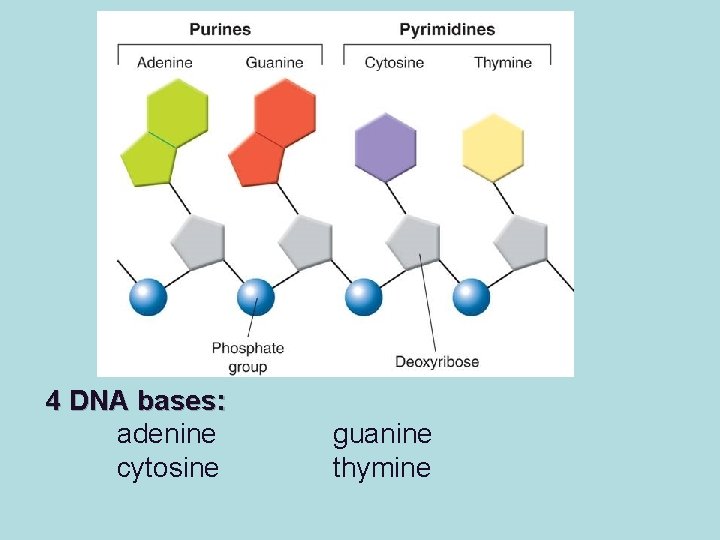 4 DNA bases: adenine cytosine guanine thymine 