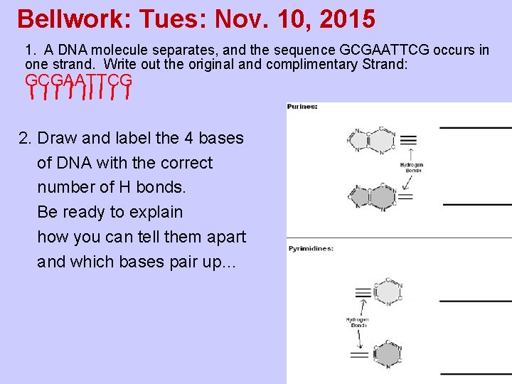 Bellwork: Tues: Nov. 10, 2015 1. A DNA molecule separates, and the sequence GCGAATTCG