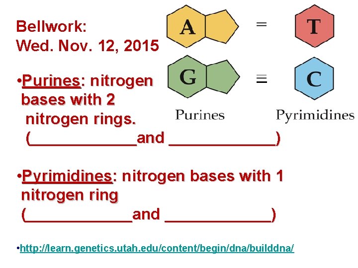 Bellwork: Wed. Nov. 12, 2015 • Purines: nitrogen bases with 2 nitrogen rings. (______and