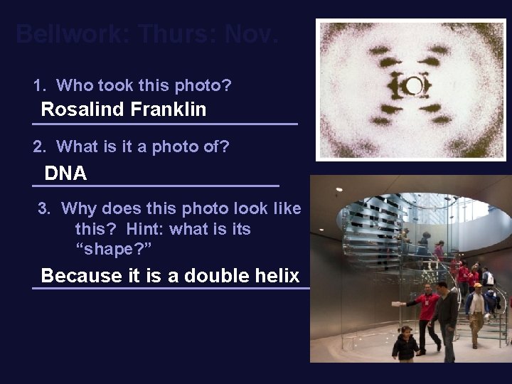 Bellwork: Thurs: Nov. 1. Who took this photo? Rosalind Franklin ______________ 2. What is
