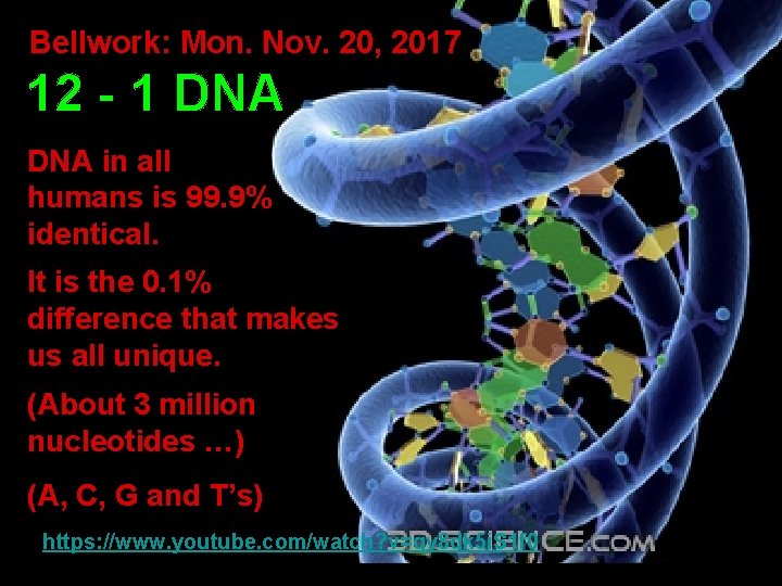 Bellwork: Mon. Nov. 20, 2017 12 - 1 DNA in all humans is 99.